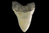 Fossil Megalodon Tooth - North Carolina #147543-1